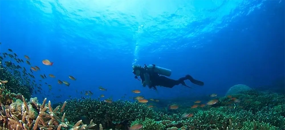 Diver in the Reef